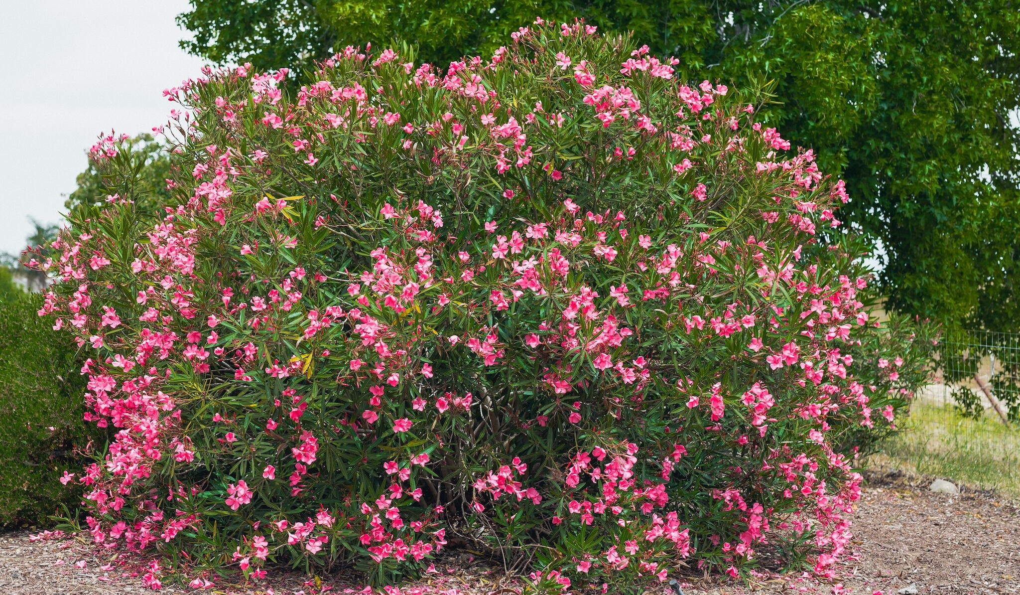 Oleander shrub with pink flowers